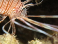 Juvenile Lion Fish