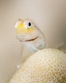 Blushing Yellow / Gobi