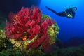 Medes Islands gorgonians with diver