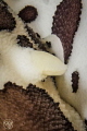 close up of 2 Peltodoris Atromaculata nudibranchs having an intimate moment