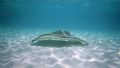 Sting Ray City 2. Canon Elph Sport.