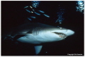 Spectacular sight on a night dive. Grey Nurse (Eugomphodus taurus) passing under the dive boat on a calm evening at Byron Bay's Julien Rocks Marine Park (Northern New South Wales). Photgraphed using Nikonos V, (20mm Wide Lens)Kodak slide film.100ASA!