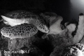 Sleeping Turtle