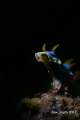 NudiBranch at Lembeh, OMD EM5 60mm macro + subsee+10, z240 with snoot