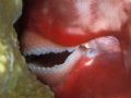 Parrotfish chomping on coral.