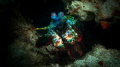Mantis Shrimp just before lunging out to 