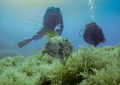John Dory with divers in the back ground