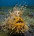 Hairy Froggy