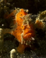 Frogfish