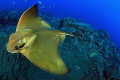 Eagle Ray