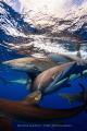 Silky Sharks - Gardens of the Queen