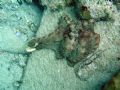 Octopus feeding on a snail on a valley wall off of George Dog