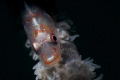 whip goby