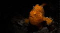 Painted Frogfish