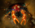This tiny squat lobster really wanted his pic taken...I obliged.