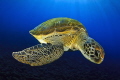 Green turtle