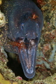 Muraena Helena with cleaning shrimps