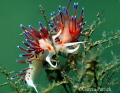 CRATENA PEREGRINA
