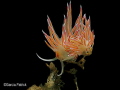 cratena peregrina