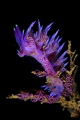 Flabellina affinis with eggs