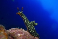 Nudi