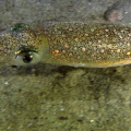 Look into a squids eyes.