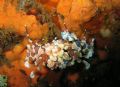 Harlequin shrimps @ Bali, Seraya