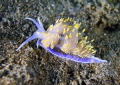 See thru nudi.