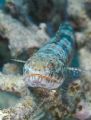 Lizard fish that didn´t run away.
