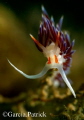 CRATENA PEREGRINA