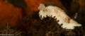 Gold-Spotted Chromodoris