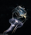 Juvenile Slipper lobster Hitching a ride!