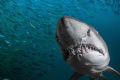 Nice set of teeth.  Photo taken Port Stephen Australia