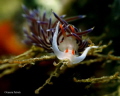 CRATENA PEREGRINA