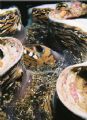 It was taken with 60mm macro objective.