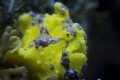Frogfish