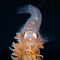 'Are you looking at me?' Whip Coral Benny.
—
Subal underwater housing, Canon 5D mk2, Canon 100mm macro, f18, 1/200, ISO200, Inon Z240 strobes, Subsee +5 diopter