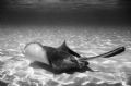 Sting Ray City 3, Nikonus-V