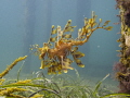 Leafy Sea Dragon at Tumby Bay Jetty, South Australia. Taken with Olympus OMD EM5. (No strobe).