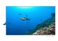 33 ft of water, Laurent balestat did deco stop with a rebreather, and watch the shark group.