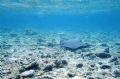 Check out how long the tail on this sting ray is, this picture was taken in the Samoan Islands by my girlfriend Winterlee