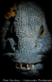 Portrait of a Wolffish. Photographed in Saltstraumen, Bodö, Norway.