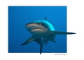 gray reef shark