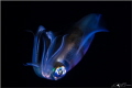 Squid , Camp Cove Sydney 2015-05-13