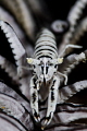 B & W
Crinoid shrimp (Hippolytidae)
Anilao, Philippines. January 2015