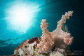 Anilao superstar-
A sunny morning + large nudi= Photo ops. After seeing so many of these nudi and sunball images accomplished with overlays i wanted to get one in  camera