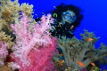 Soft coral