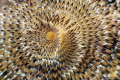 “Hypnotic” - Sabella spallanzanii in AMP Portofino