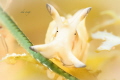 Sea hare potrait
