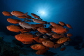 School of bigeye